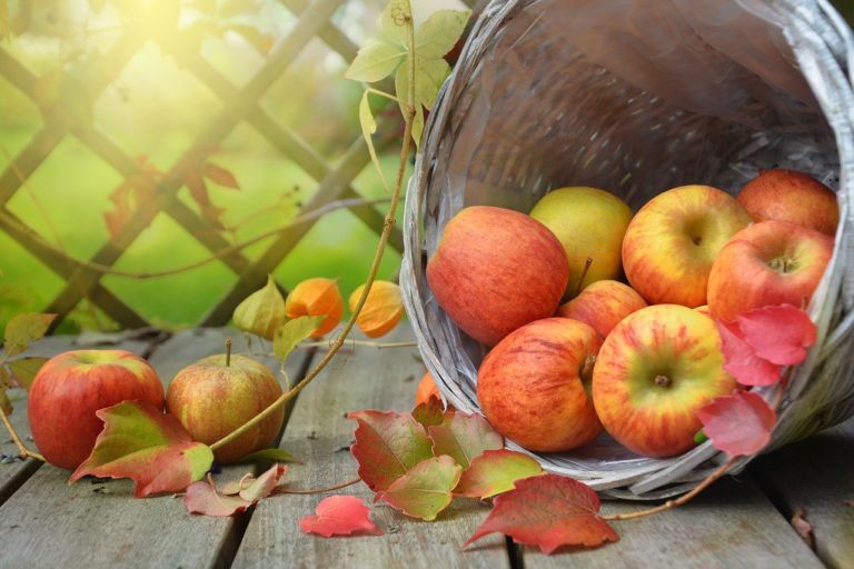 Топ-13 способов хранения яблок зимой: разбираемся с сортами, помещением и требованиями к нему