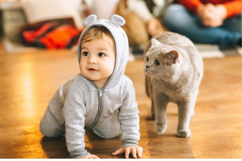 ребенок ползет и серый кот