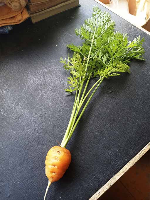 морковь с ботвой