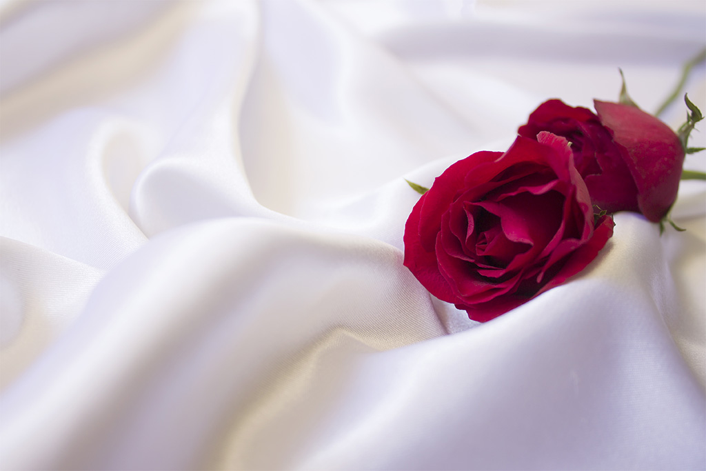 розы на белом шелке