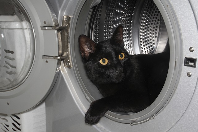 Черная кошка в стиральной машине